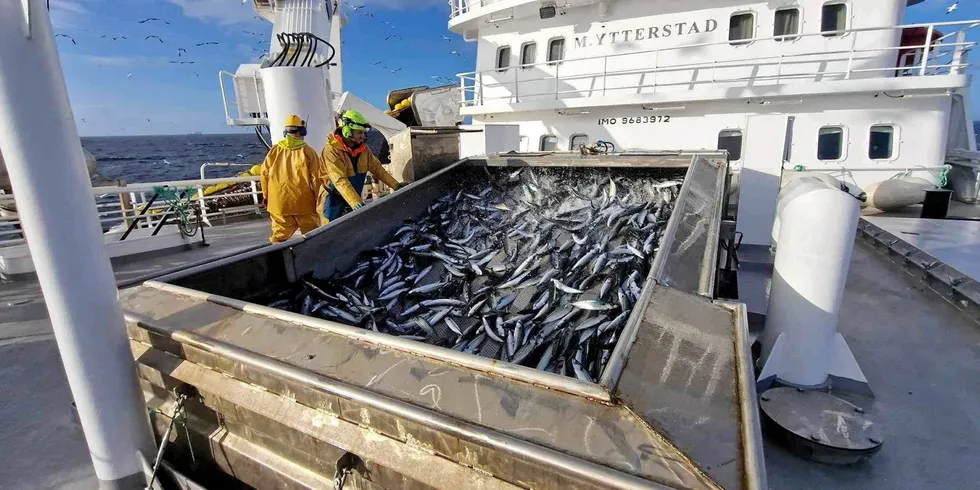 2023: «M. Ytterstad» med den største enkeltfangsten med makrell i Ytterstad Fiskeriselskap sin historie.