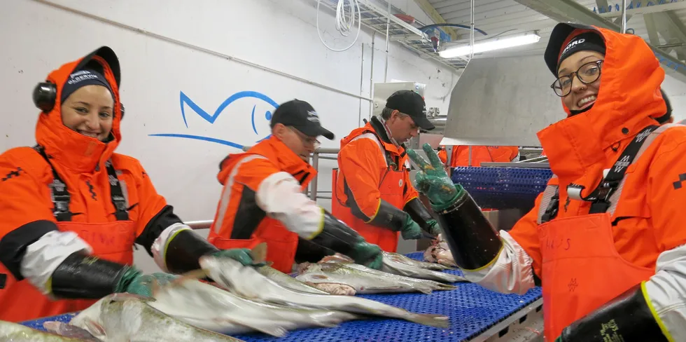 Øksfjord Fiskeindustri i Loppa kommune tar imot skrei. Den nye bearbeidingsrapporten foreslår å flytte makt fra fiskerne og dermed sikre bedre rammevilkår også for industrien. Kloke vurderinger, men spørsmålet er om de vil bli gjennomført.