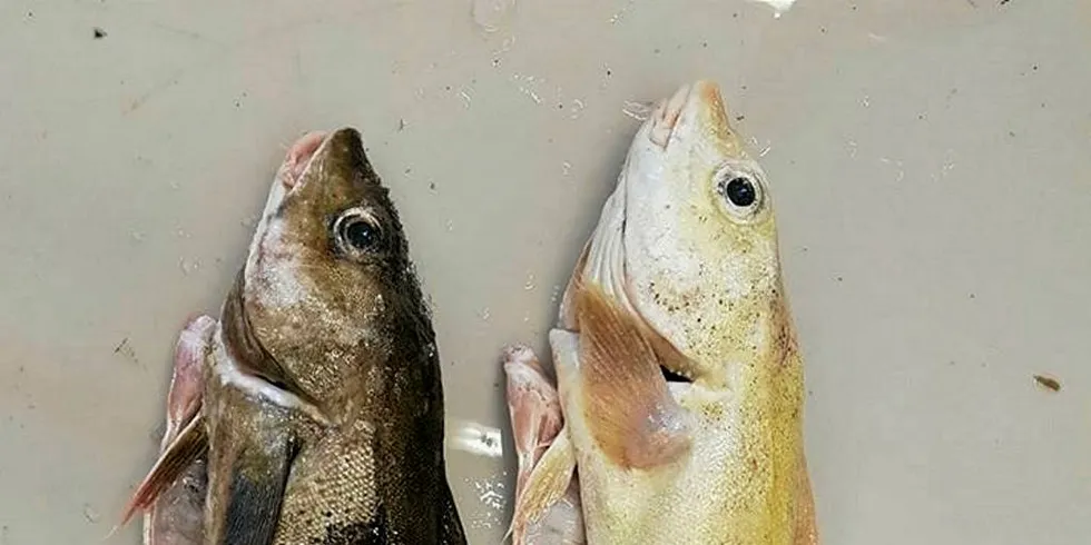 Albinohyse hos Karls Fisk og Skalldyr.Foto: Karls Fisk og Skalldyr