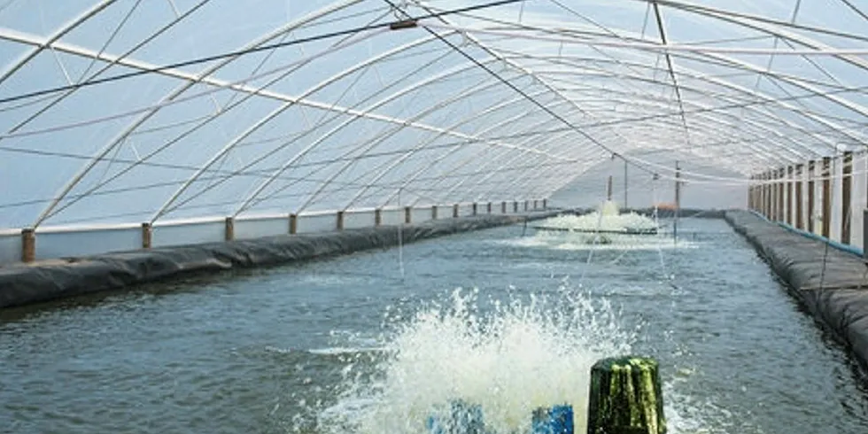 Greenhouse coverings are boosting Brazilian shrimp production.
