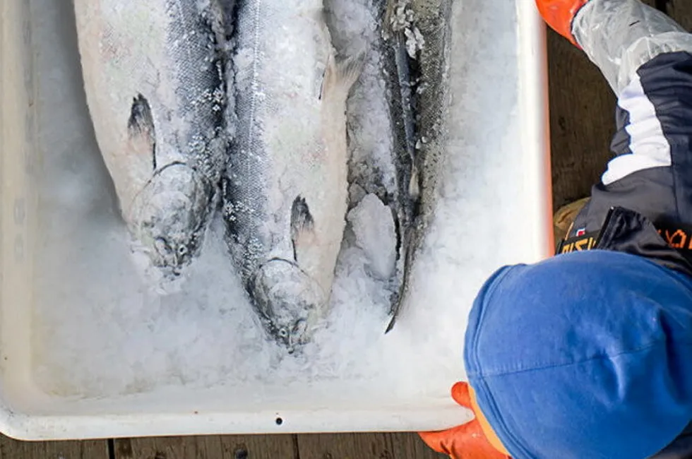 Alaska salmon season is ending with a lower harvest compared to predictions.