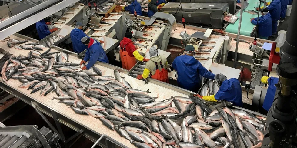 Salmon processing workers could be tough to hire again this season. Pictured above: a Silver Bay Naknek processing plant.