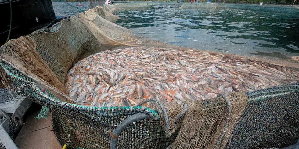 Tømming av mærene for død fisk. Algeoppblomstring tar livet av oppdrettslaks i den chilenske fjorden Comau i fylket som heter Región de Los Lagos. Illustrasjonsfoto.