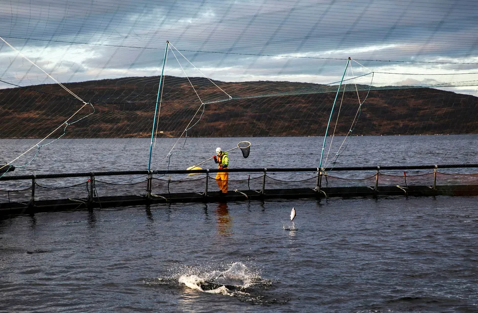Austevoll Seafood utbetaler en halv milliard kroner i utbytte etter nytt rekordår, blant annet fra høye lakseinntekter i datterselskapet Lerøy. Bilde er fra Lerøys oppdrettsanlegg i Kågen ved Skjervøy i Nord-Troms. Foto: Per Thrana