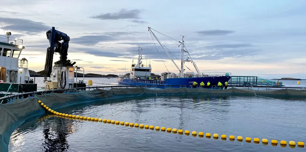 Nekton har gjort sin første levering av laks fra sitt nye anlegg ved Svanøya.