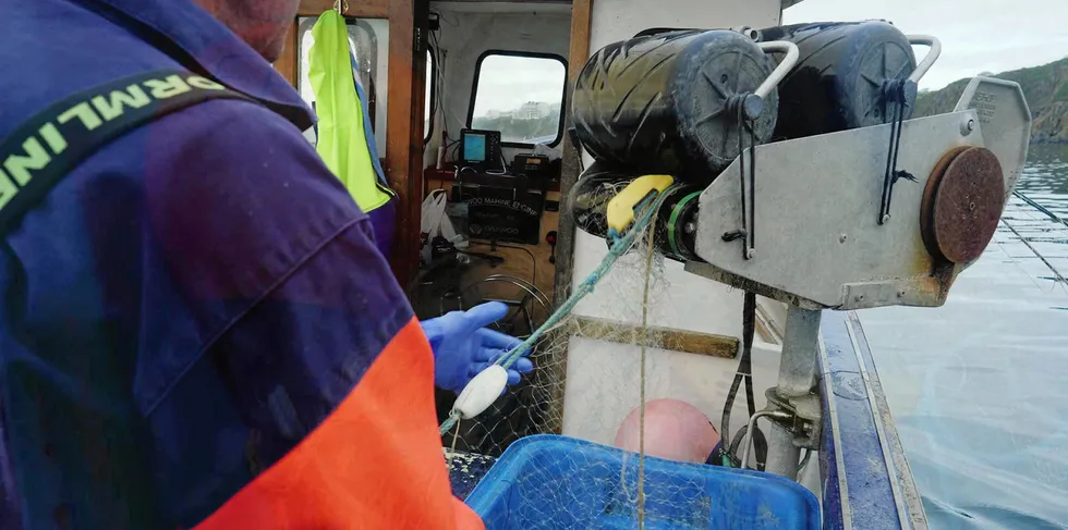 Havforskningsinstituttet har undersøkt effekten av pingere på bifangst av nise ved hjelp av data samlet inn fra Kystreferansebåter i Vestfjorden.