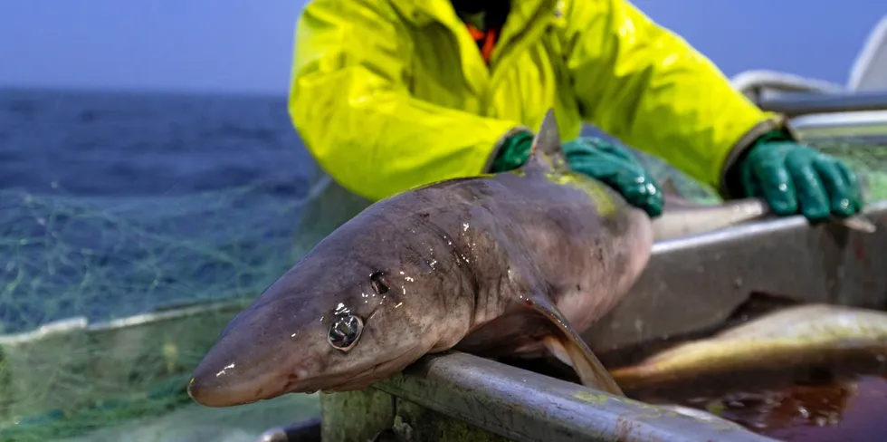 Går Fiskeridirektoratets forslag gjennom, blir det direktefisket etter pigghå i 2023.