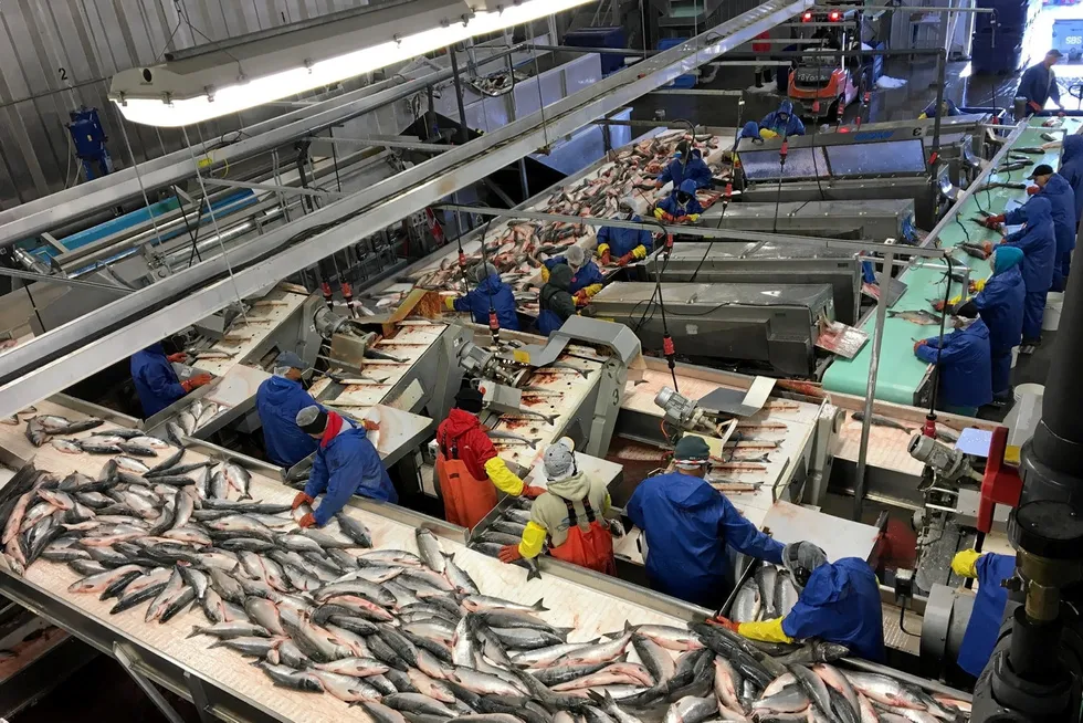 A huge year for sockeye salmon harvests in 2022 is weighing down prices, according to processors. Pictured above: Silver Bay's processing facility in Naknek.