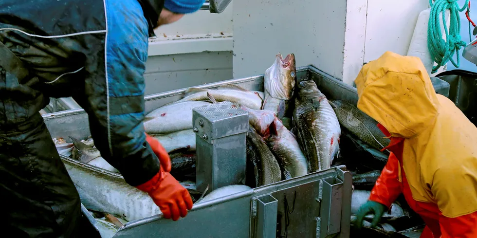 Styret i Sør-Norges Fiskarlag mener det er stor usikkerhet rundt hvor treffsikre de ulike tiltakene er for å redusere fiskepresset på kysttorsk.