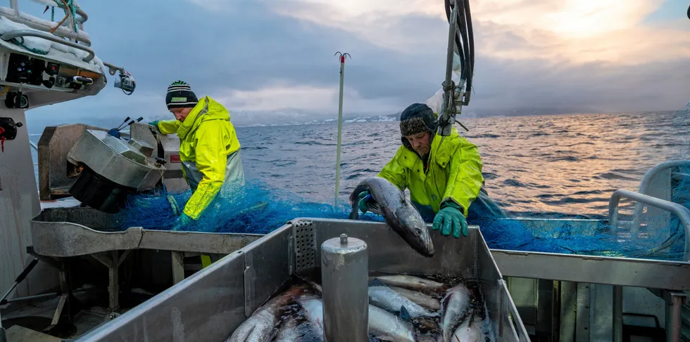 Brødrene Tore og Gunnar Dahle driver garnfiske i Trondheimsfjorden. Fisken leveres til Ila fiskemottak som drives av til sammen tolv fiskere. Mottaket har leveringsavtale med Domstein og fisken leveres fersk til butikker i Trondheim.