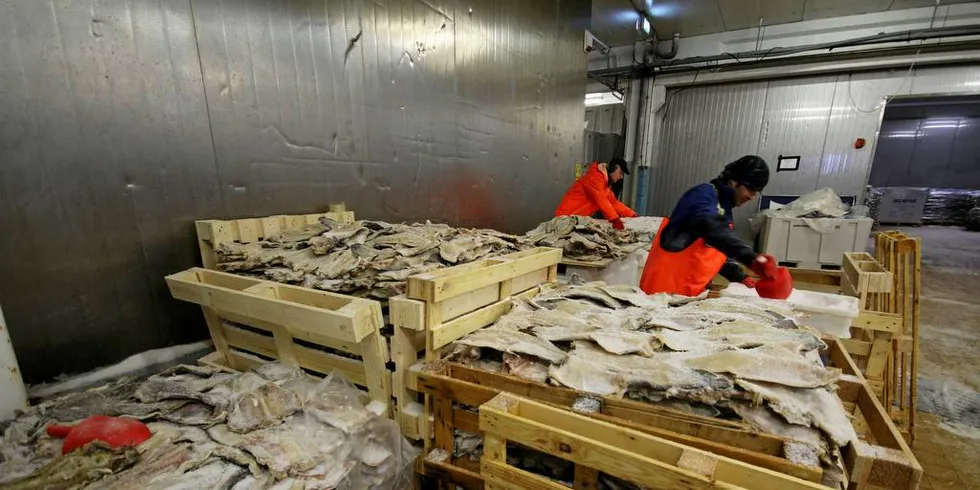 Totalt ble det eksportert torsk for en milliard kroner i april, en nedgang på to prosent fra april i fjor. Saltet torsk var den største produktkategorien i verdi foran fersk torsk, klippfisk og fryst torsk.Foto: Arne Fenstad