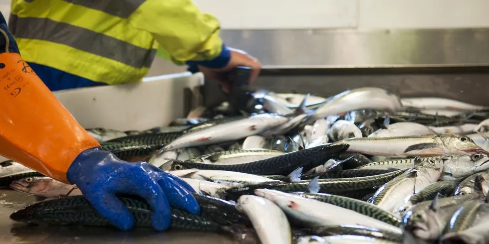 Hvorfor ikke bruke navnene, som makrell og sild? De gir langt bedre assosiasjoner enn «pelagisk fisk». Foto: Kjersti Kvile