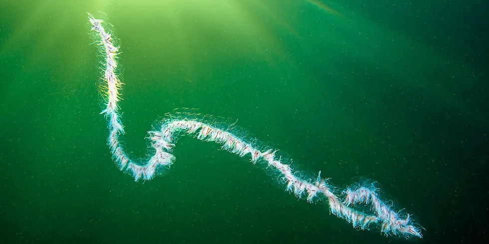 "During the last 20 years, we have only seen these many sightings in 2021 and 2022," the Norwegian Institute of Marine Research jellyfish scientist Tone Falkenhaug said.