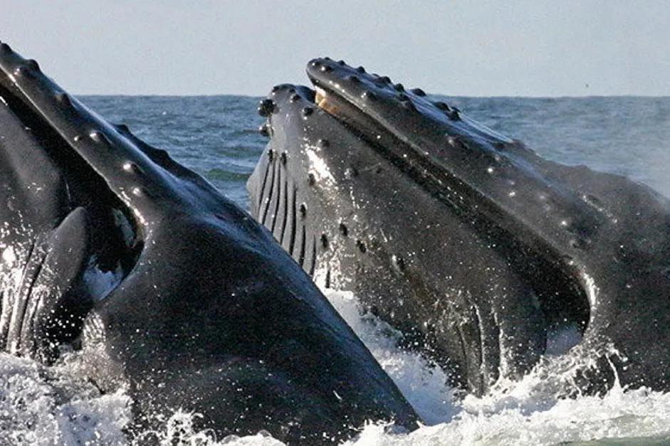 Humpback whales feeding. Activists blame offshore wind for an ongoing rash of whale strandings in the US Northeast