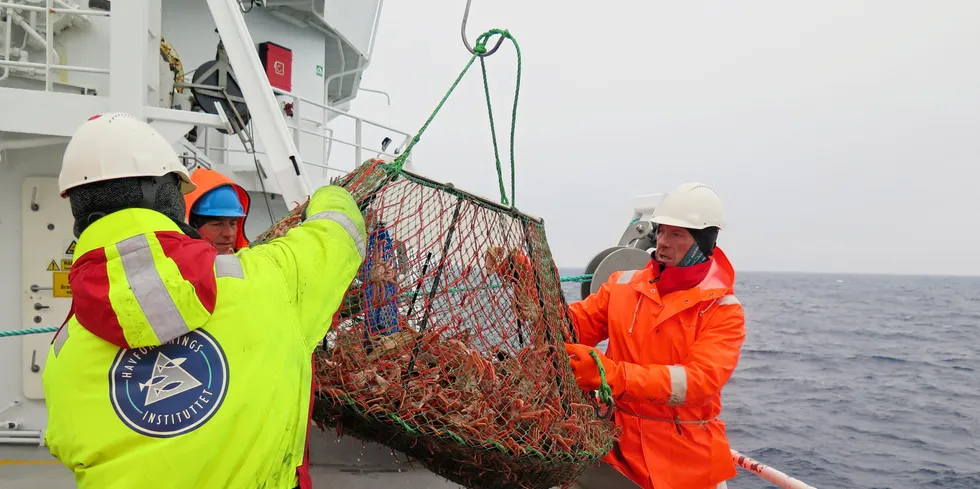 Her er Havforskningsinstituttet på snøkrabbetokt. Overstyrmann Jon Harald Røttingen (t.v.), senioringeniør Jostein Saltskår og matros Per Robertson får inn snøkrabbeteine.