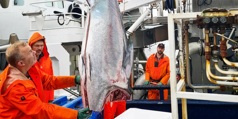 «Vesterhav» leverte sine syv størjer til kjøperen Domstein hos Snorre Seafood på Raudeberg.