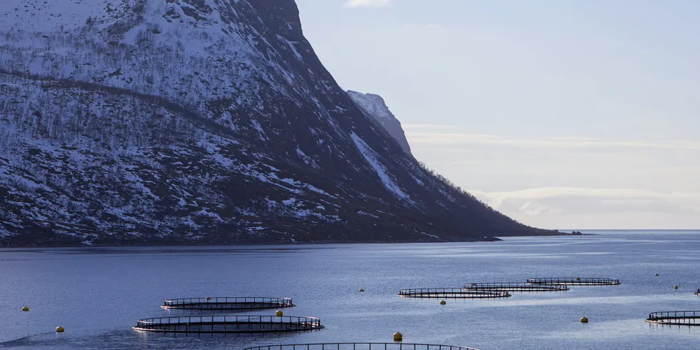 In Norway, farmed salmon is graded superior, ordinary or production fish. Fish with any deformities or wounds are deemed production fish, and it is illegal for Norwegian companies to export these fish without processing them first.