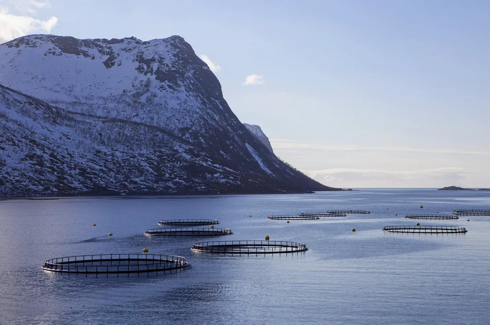 In Norway, farmed salmon is graded superior, ordinary or production fish. Fish with any deformities or wounds are deemed production fish, and it is illegal for Norwegian companies to export these fish without processing them first.