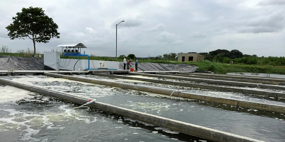 In-Pond Raceway System at La Granja Tilapia.