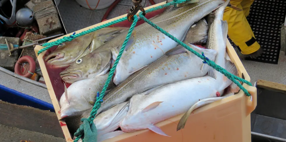 Blir det reprise av fjoråret, eller kan fiskerne se fram til et skikkelig skreifiske i Lofoten i år?