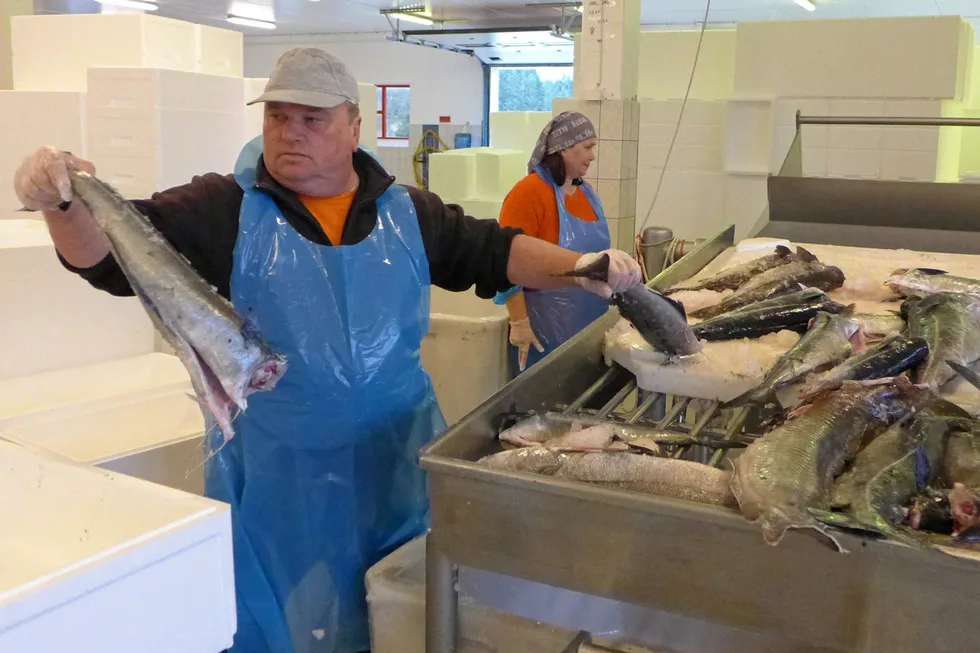 Leif Bognøy i Nordhordland Fiskemottak i Bøvågen står selv i mottaket, til tross for at han egentlig er pensjonist. Samboer Nina Lilletvedt i bakgrunnen.