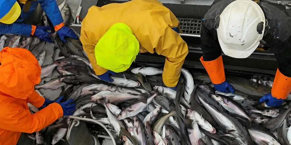 HYSE: Nordland Fylkes Fiskarlag ønsker at kystflåten skal få mer torsk å rutte med - og vil ha på plass en ordning der kystflåten gir havfiskeflåten hyse i bytte mot torsk.