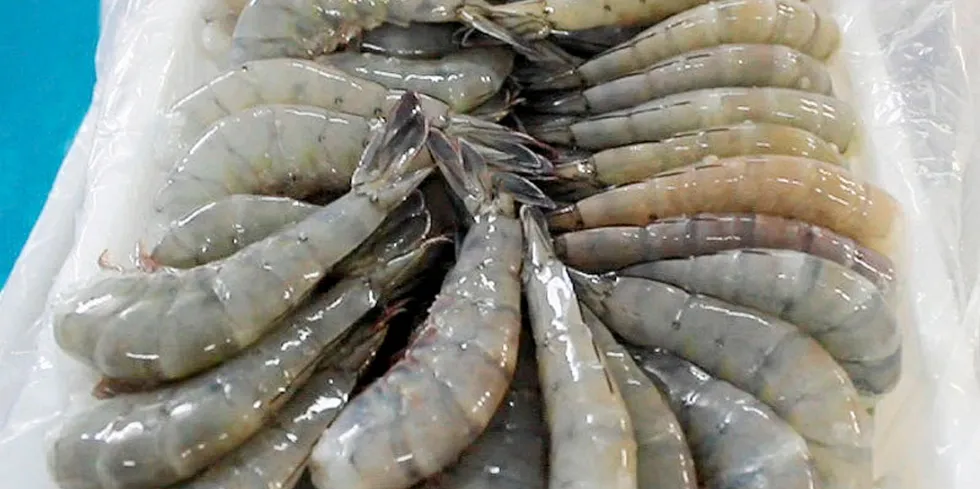 Weather conditions were kind to Honduran shrimp producers in 2021.
