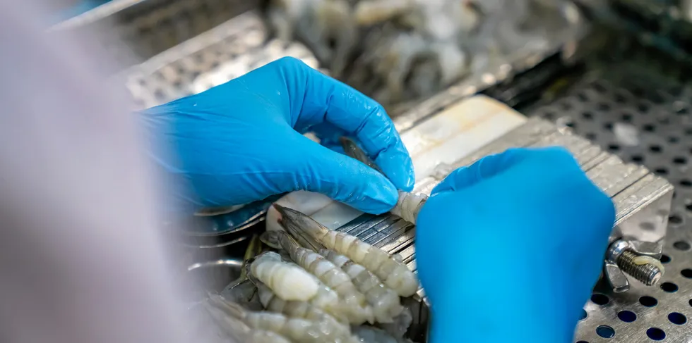 India's vannamei shrimp production had risen consistently, but the COVID-19 pandemic combined with Russia's war in Ukraine and the devastating effects of inflation, have contracted production by almost 15 percent over the last three years, with export value falling almost 30 percent.