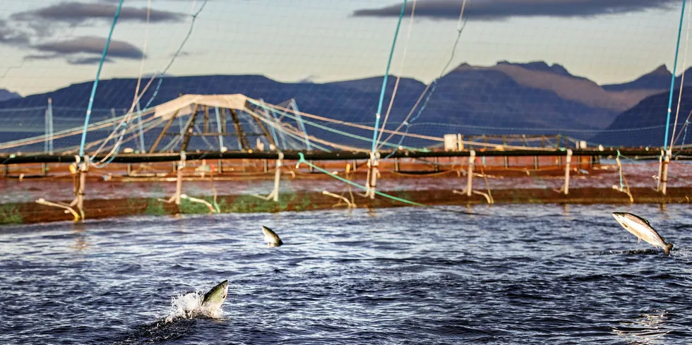 IntraFish satser på nye skribenter som skal speile ulike sider av laksenæringen.