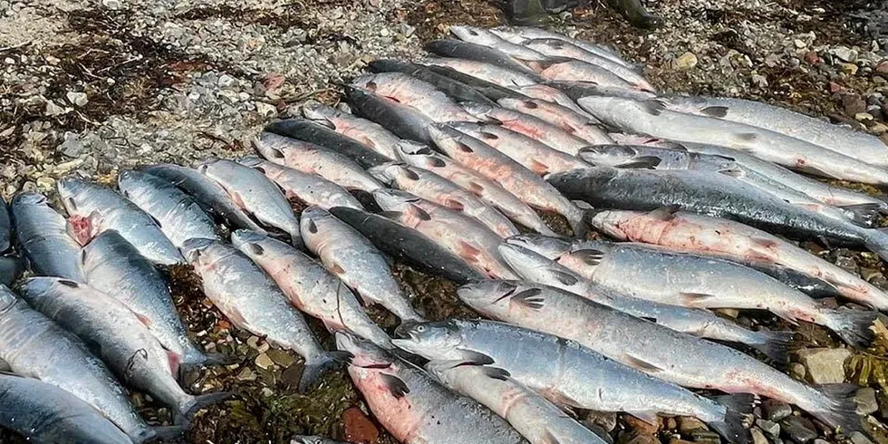 Altanterhavslaks og pukkellaks fanget av Øystein Dahl.