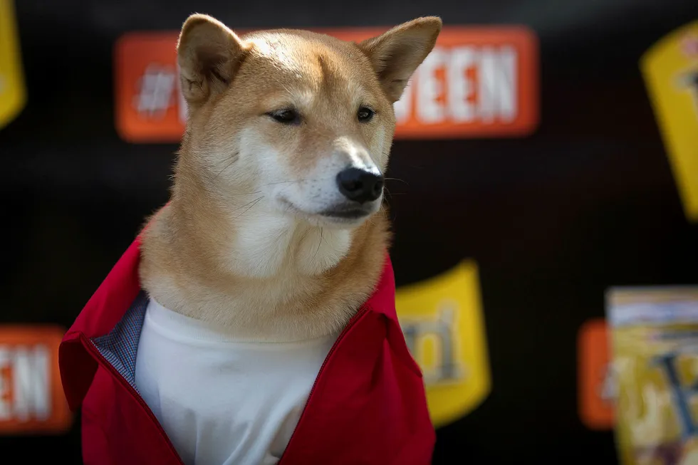 Kryptovalutaen dogecoin, som startet som en spøk, har hunderasen Shiba Inu som varemerke. På bildet poserer den fem år gamle Shiba Inuen kjent som «Menswear Dog» på en Halloween-parade i 2014. Foto: Carlo Allegri/Reuters/NTB Scanpix