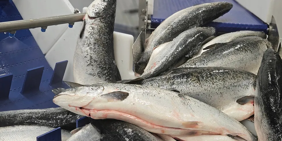 Rabobank forecasts global Atlantic salmon production will increase to 3 million metric tons next year, up from 2.9 million metric tons in 2023.