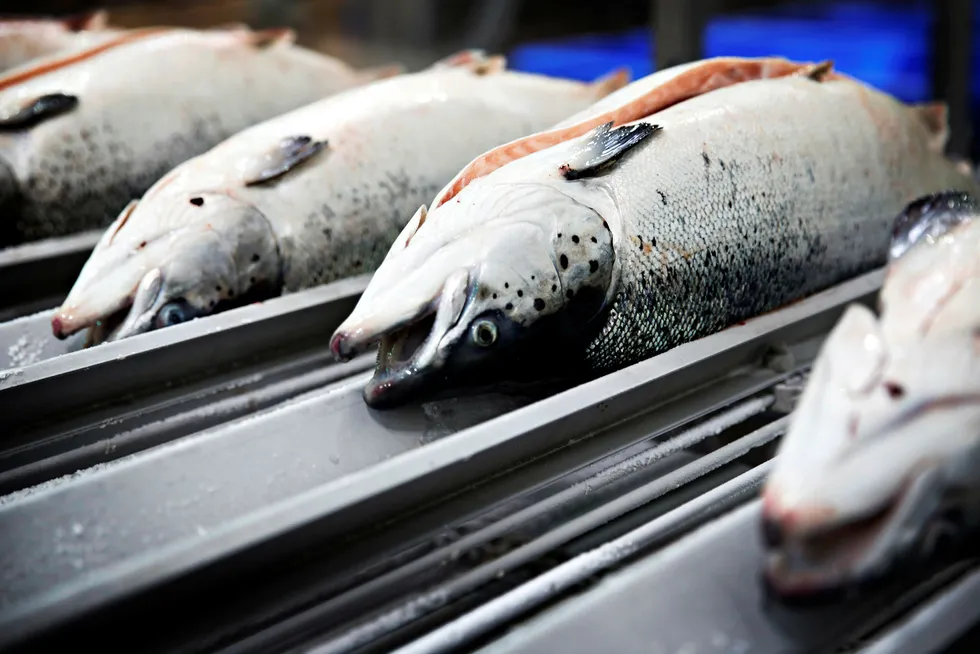 Fiskeridirektoratet har gått Nordlaks tilsagn om ti utviklingstillatelser. Foto: Christensen, Marte