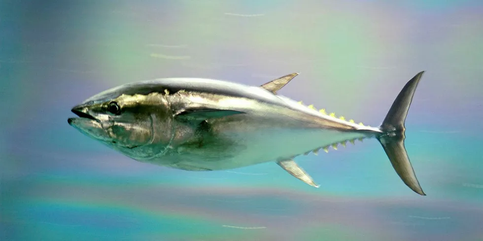 Pacific Bluefin Tuna.