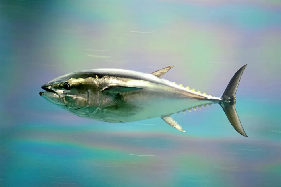 Pacific Bluefin Tuna.