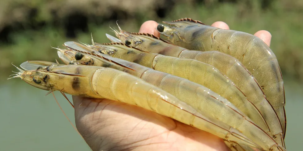 India has around 38 percent of total US shrimp imports, although Ecuador has been moving closer in recent years .