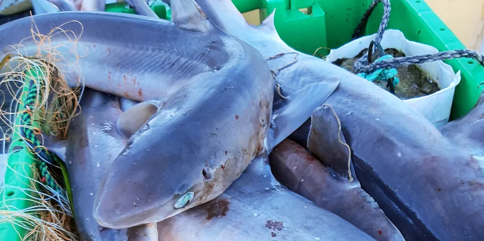 PIGGHÅ: Stor pigghå fyller garna til fiskerne på Sørlandet. Resultatet er at fiskerne må rømme på land.