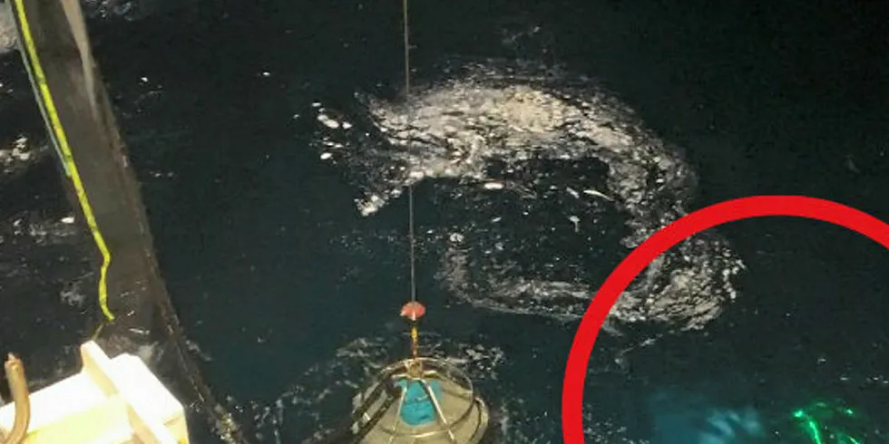 FARLIG SITUASJON: Her ser vi dykkere beveger seg farlig nær fiskepumpen ombord på «Nordhavet».