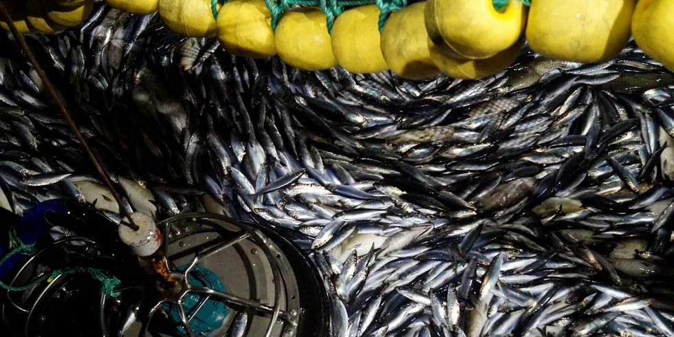 Sildefiskerne i Lukket gruppe ber om umiddelbare endringer i et reguleringsopplegg for Åpen gruppe som Nordland Sildfiskarlag beskriver som "parodisk". Foto: Kystvakten/Fiskeridirektoratet