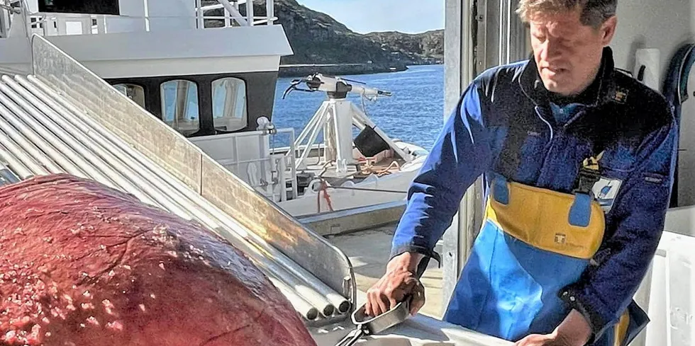 Tre generasjoner Nilsen på «Nordfangst» fra Røst leverte kval til Ellingsen Seafood på Skrova. På bildet: Eilert Nilsen (65).