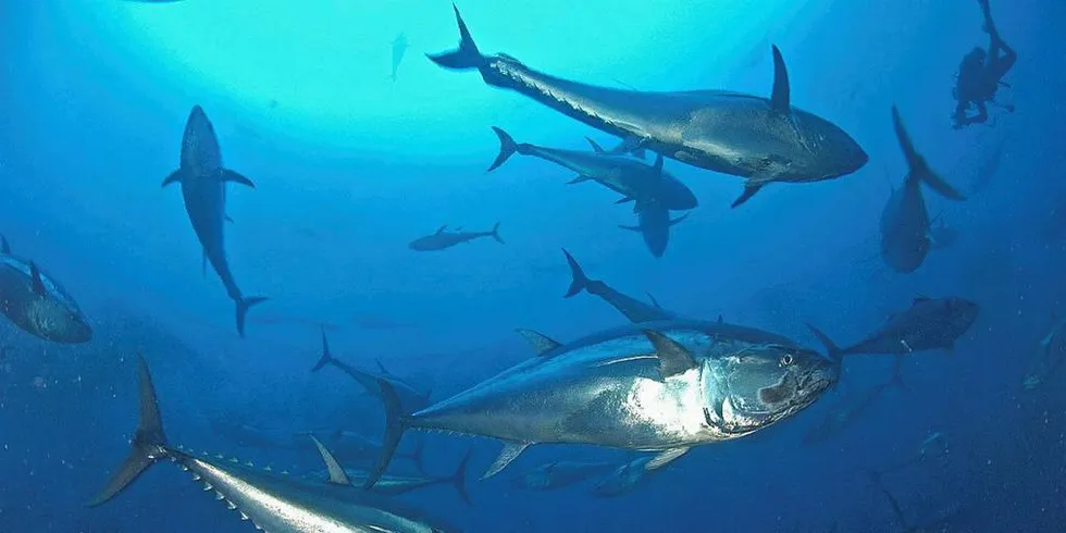 STØRJE: Makrellstørje eller blåfinnet tunfisk. Nå skal sportsfiskere hjelpe forskerne å merke tunfisk.Foto: WWF/M. San Felix