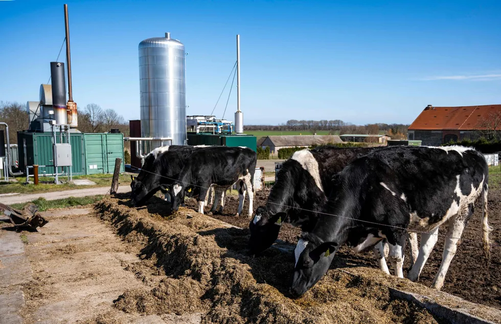 The old and the new: cows feed in front of a biogas-fired power plant at a farm in Brandenburg, as Germany scrambles to replace Russian gas