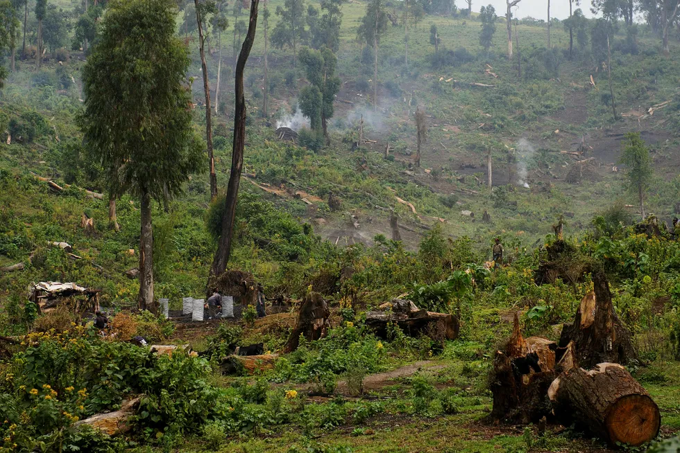 Mange planter i Afrika risikerer å bli utryddet. Bildet er fra et skogområde i Kongo.