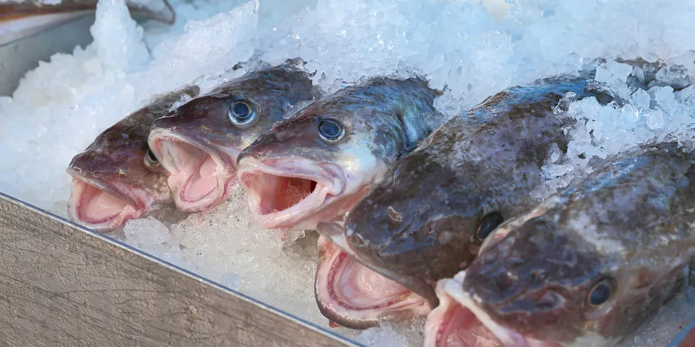 Pacific cod on ice.