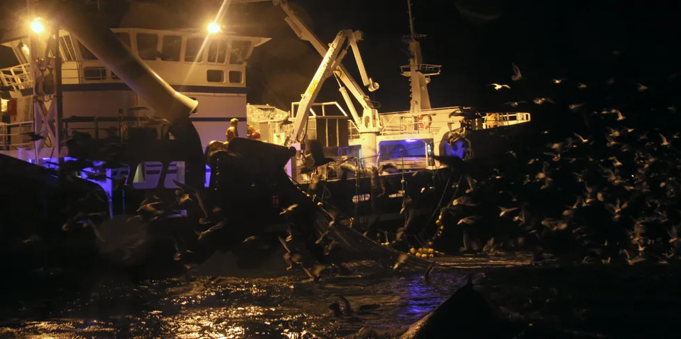 Om det blir et sildefiske på Kvænangen i høst vet foreløpig ingen. Men dukker silda opp innenfor fjordlinja, ønsker nordlandsfiskerne adgang til å fiske på den, også med større fartøyer.