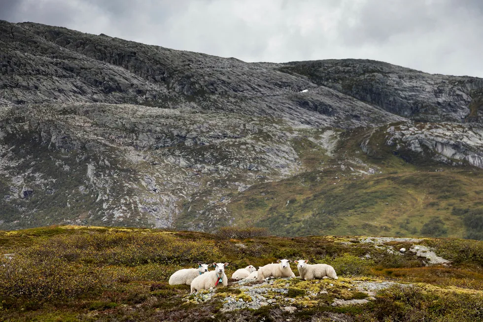 Sauen kan høste og omforme gress til kjøtt og ull langs værhard kyst, høyt til fjells og langt mot nord, skriver Eva Narten Høberg og Lise Grøva.