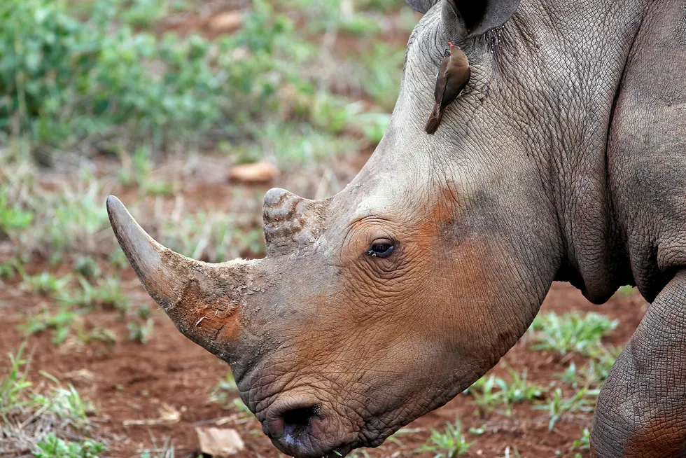 Protected: a rhino in a South African game reserve