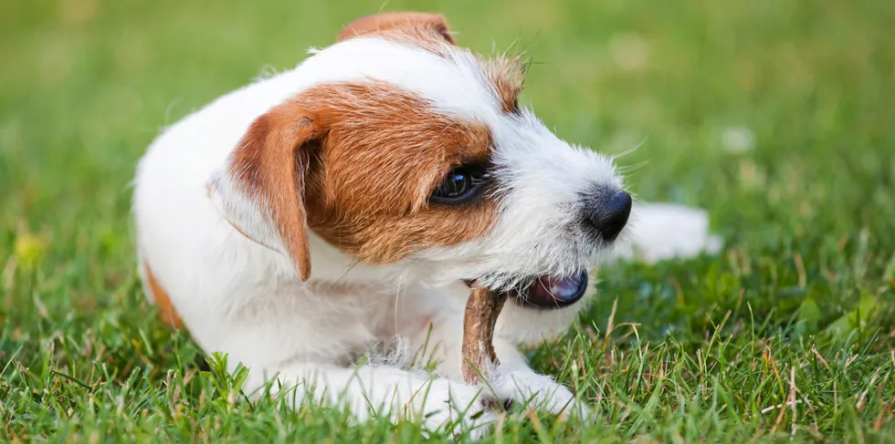 The omega-3-rich treats, the company said, supports pets' agility, dental and joint health, cardiovascular system and vision.