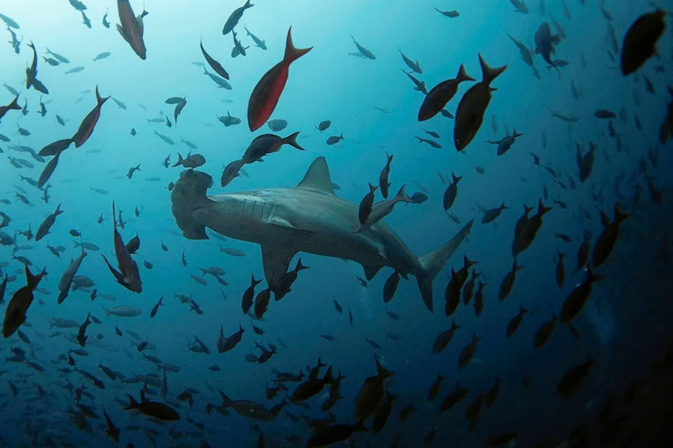Rejected: a hammerhead shark swims close to Wolf Island at Galapagos Marine Reserve