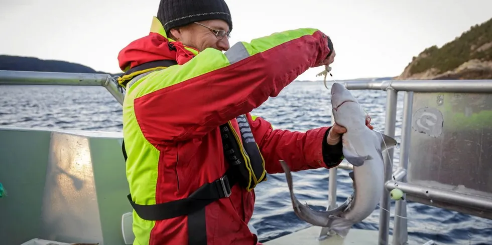 Gravide pigghåar blir merka med satellittmerker for å finne ut kor piggåens føde- og oppvekstområde er. Keno Ferter med hai som kvalifiserer til ultralydundersøking.